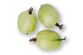 Indian Gooseberry, ali Amla