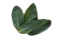 Nettle