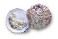 Pearl Extract