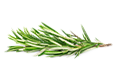 Rosemary